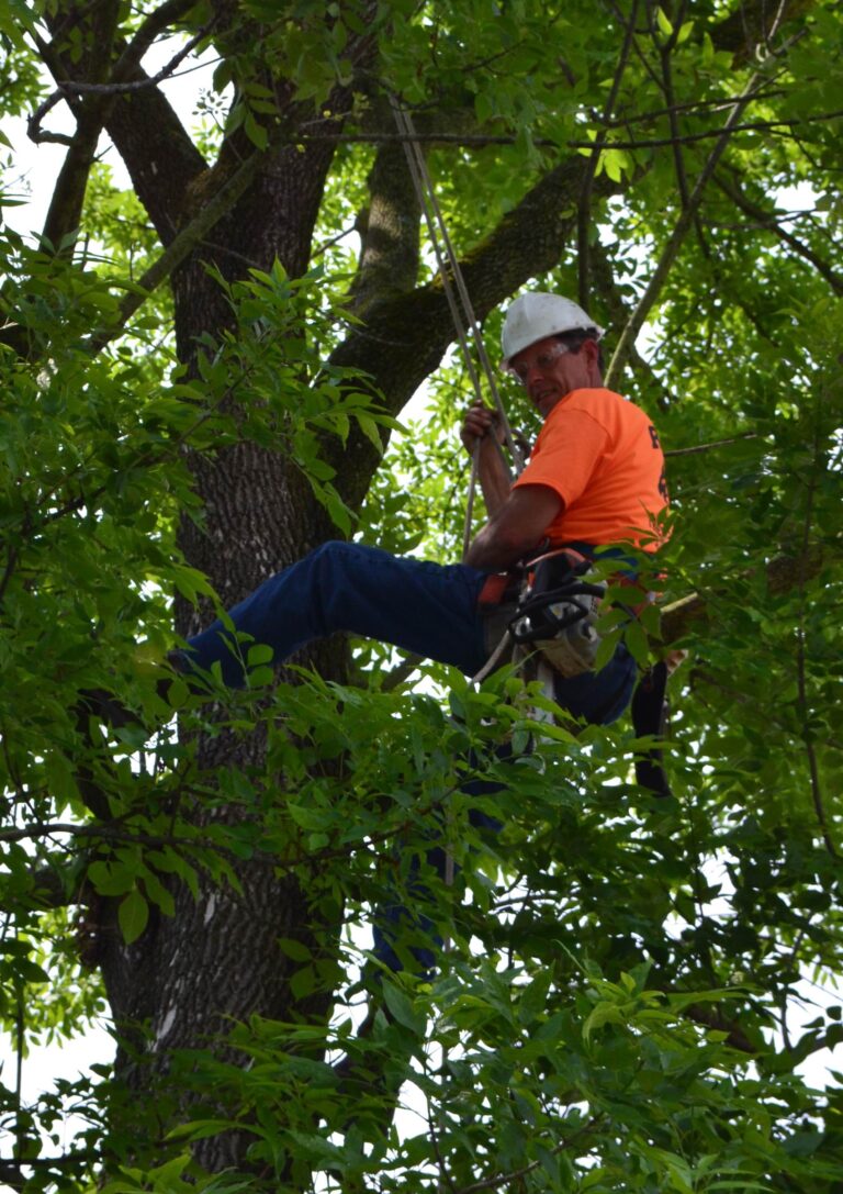 TreeClimbercropped