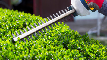 rays-website-service-blocks-no-words-shrub-pruning