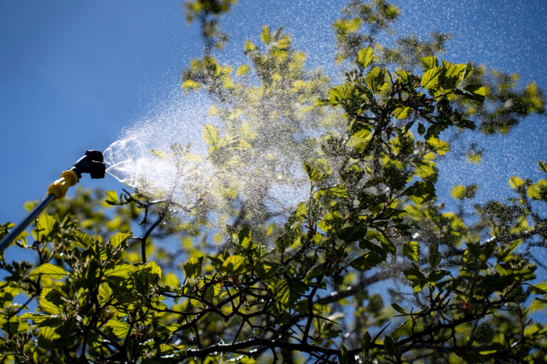 Process of spraying fruit tree foliage with garden sprayer against blue sky, using pressurized mist for irrigation, pest control, or fertilization in spring orchard
