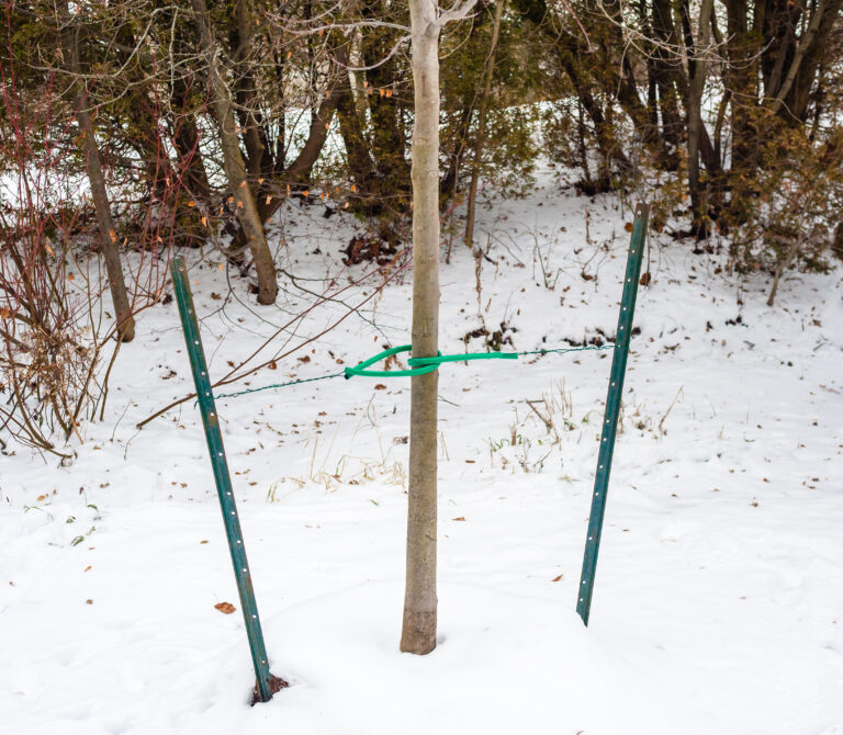 Tree braced by metal stakes and cables