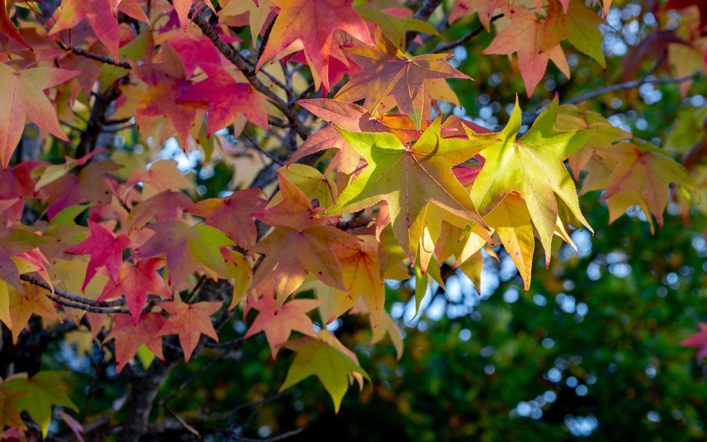 Selective focus of liquidambar (sweetgum tree) leaves with blurred background in autumn